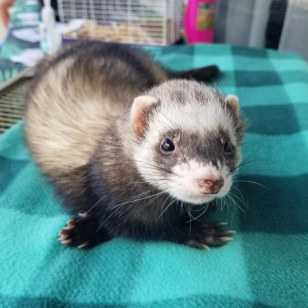 Ferret