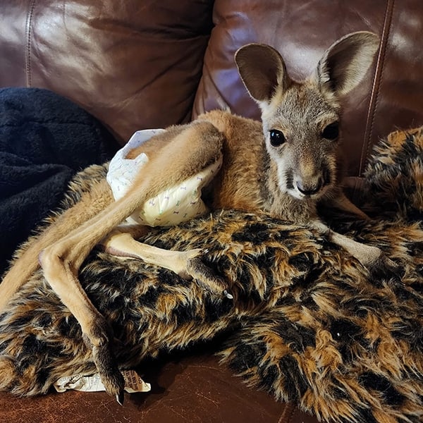 Baby Kangaroo