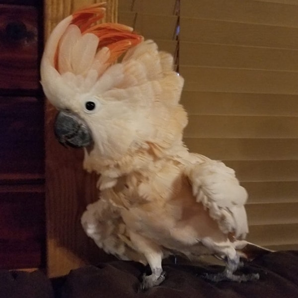 Moluccan Cockatoo