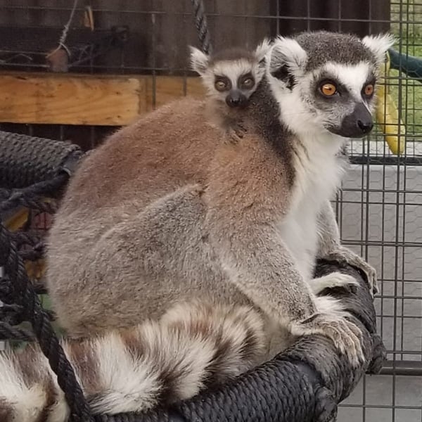 Ring Tailed Lemur