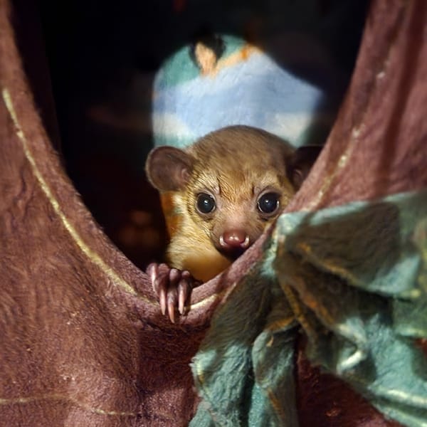 Kinkajou