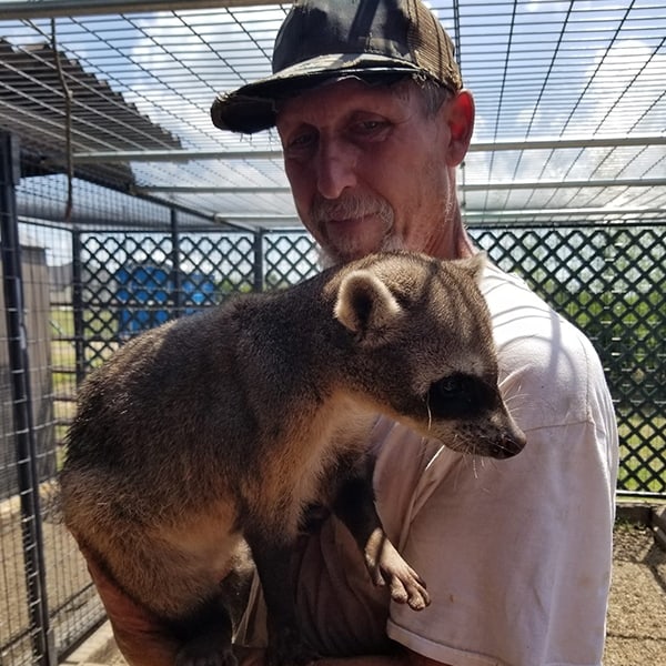 South American Crab Eating Raccoon