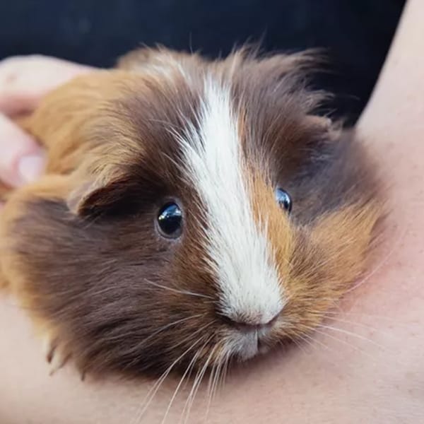 Guinea Pig