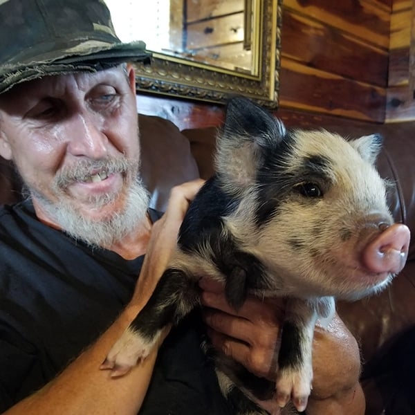 Mini Pig