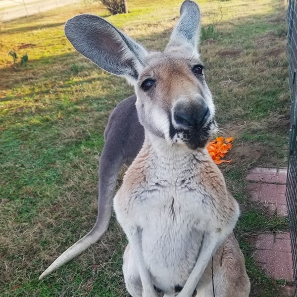 Adult Kangaroo