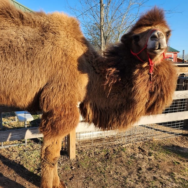 Bactrian Camel