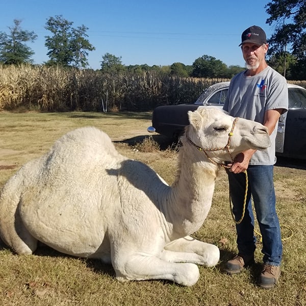 Dromedary Camel