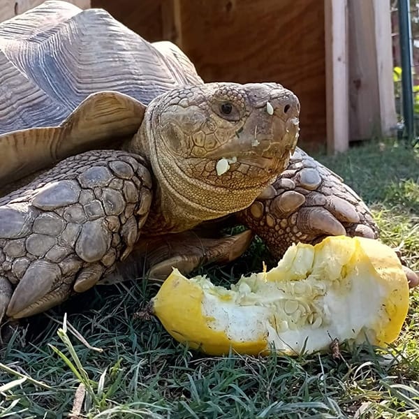 African Spurred Tortoise