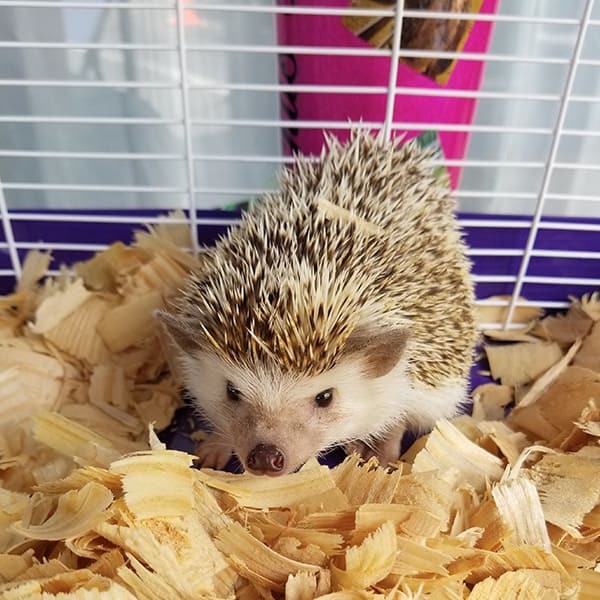 Hedgehog