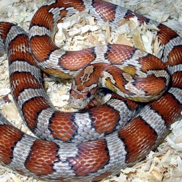 Corn Snake