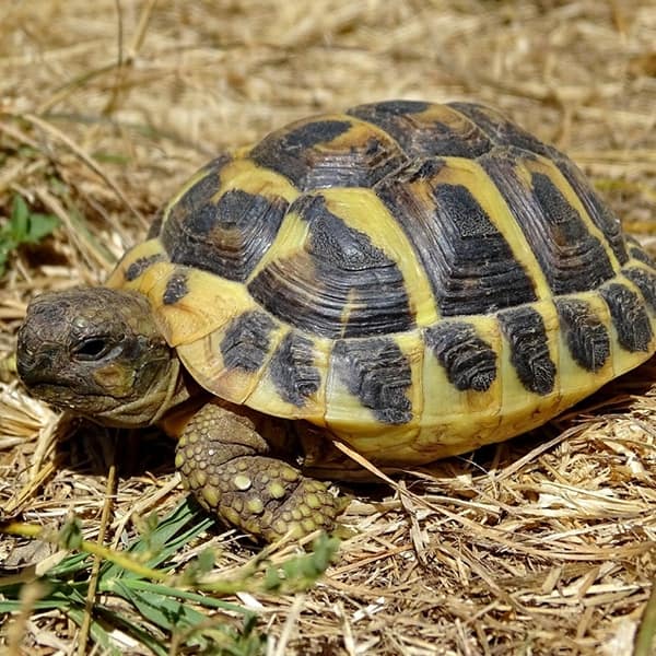 Hermans Tortoise